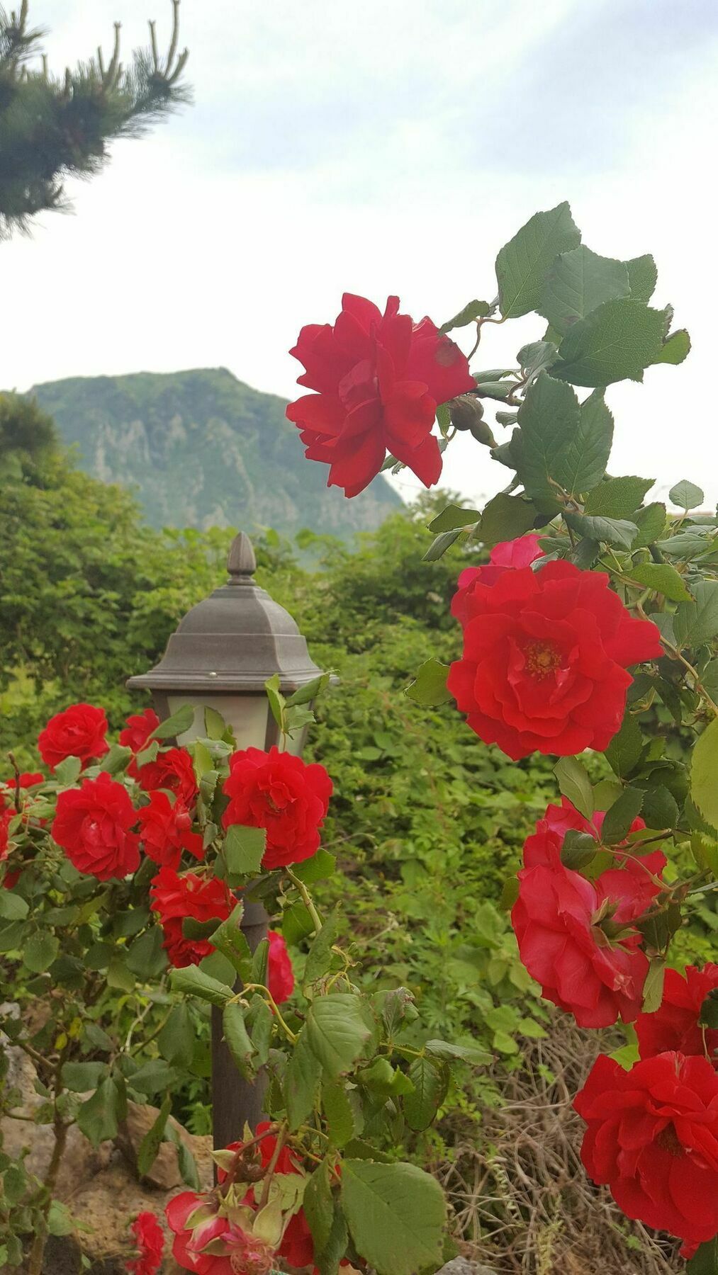 סאוגוויפו Wind Jeju Cafe & Pension מראה חיצוני תמונה